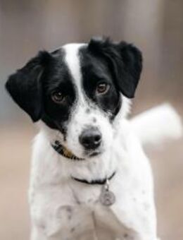 Lebensfroher Henry sucht seine Familie - Duisburg