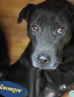 Csongor VA,zurückhaltend aber freundlich - Rheine