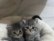 BKH Kitten zum abgeben ! - Duisburg