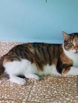 Lucky, ausgeglichene Katzenlady, ca. 5 J - Vaterstetten