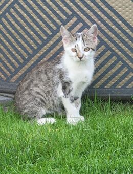 Junger Kater zu verkaufen - Hochspeyer