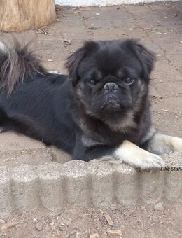 Der neue Mops, mit Nase, frei atmend und manchmal mit langem Haar - Nümbrecht