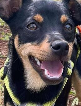 Chihuahuamix-Rüde, 6 Monate - Kappeln (Schleswig-Holstein)