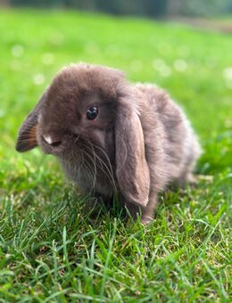 Kaninchen suchen schönes Zuhause - Fürstenau
