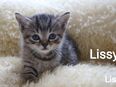 Kätzchen Kitten Lissy in 63906