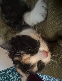 Katze wegen Allergie abzugeben - Berlin