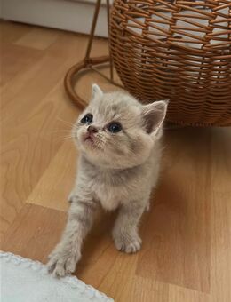 Süße Baby Katzen suchen neues Zuhause - Freilingen