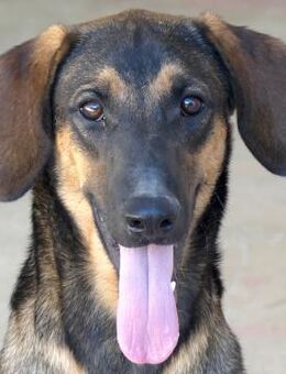 Kovo -offen und liebenswert- - Oldenburg