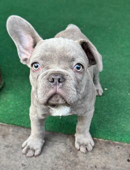 Französische Bulldoggen Welpen abgabebereit! - Lüdinghausen