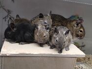 Niedliche Degu Kids ,Buben,in agouti,braun-wildfarbend suchen einen Körnergeber! - Hille