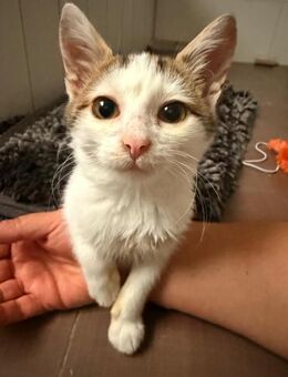 🐾 Schmusekater Luigi sucht ein Zuhause - Freilassing