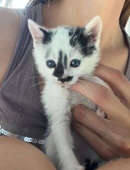 ❤️zuckersüsser Babykater Levin❤️ - Eislingen (Fils)