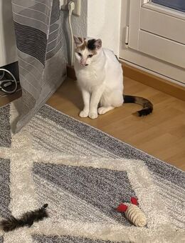 Katze 2 Jahre alt - Waiblingen
