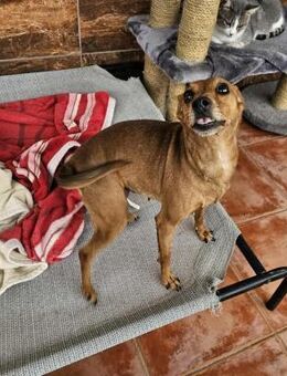 Pinschermix-Mädchen Lara - Eichenzell