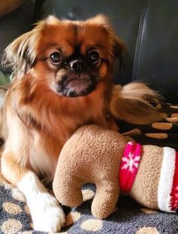 ❤️Rocky...kleiner Prinz mit großem Herz - Eutingen (Gäu)