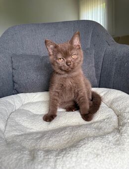 BKH Kitten in Chocolate & lilac - Wildberg (Baden-Württemberg)