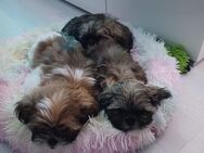 Shih tzu welpen - Bergen (Rügen)