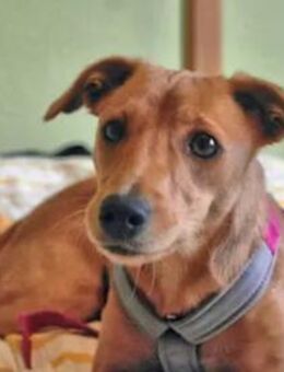 CANDELA - auf Pflegestelle in Berlin - Regensburg