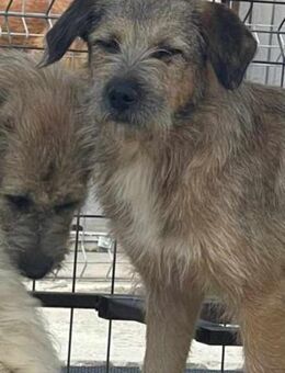 Süße SAVANNAH sucht dringend ein Zuhause - Neuberg