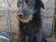 🆘 Sanfte Heather sucht Schutz 🆘 - Eislingen (Fils)