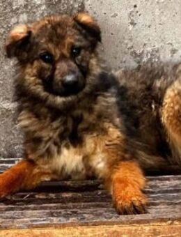 Tarja möchte schnell hier raus 🐾 - Elsdorf (Nordrhein-Westfalen)