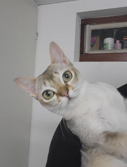 Singapura kitten - Heilbronn