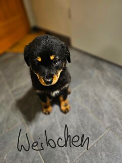 Schäferhund Mischlinge (Welpen)