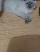 Reinrassige Ragdollkitten in 02625