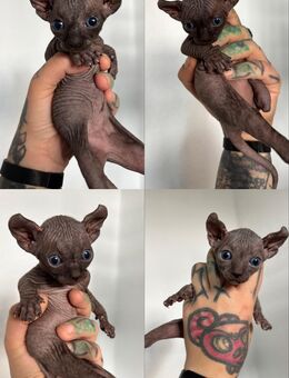 1 männliches Sphynx Kitten ❤️ - Braunschweig