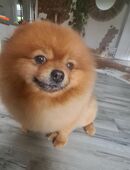 Deckrüde. Kein Verkauf 😊 in 49624