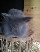 Hasenbaby, Babyhase, Hase, Zwergwidder, Widder in 88299