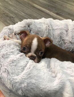 Boston terrier welpe noch 1 rüde - Wiesbaden