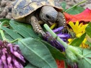 Griechische Landschildkröten - Seelbach (Baden-Württemberg)