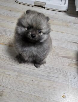 Zwergspitz - Menden (Sauerland)