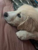 Pyranäen Welpe in 28195