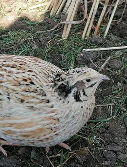 Legereife Wachtelhennen abzugeben - Ziemetshausen
