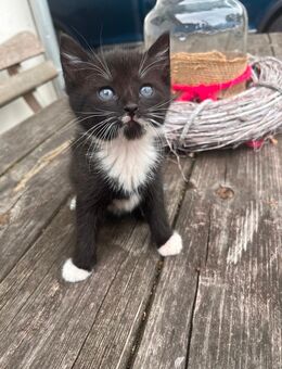 6 Zuckersüße Kitten stubenrein - Mettingen