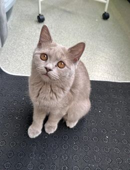 Britisch Kurzhaar Kater zu verkaufen - Dortmund