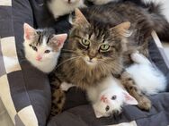 Main Coon Mix Kitten - Merzig