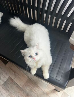Reinrassige Blauäugig BLH Katze abzugeben ! - Duisburg