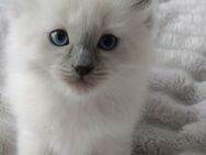Ragdoll kitten - Laatzen