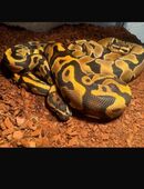 2 Königspythons in 66793