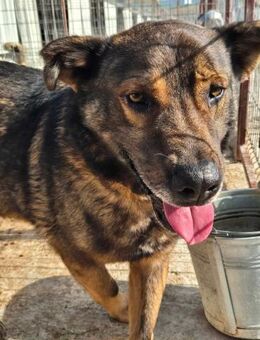 Lieber YURI sucht sein Zuhause - Neuberg