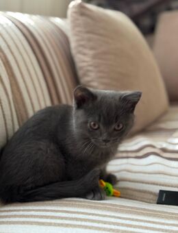 BKH Kitten - Lübeck