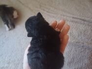 Kitten suchen neues zuhause! :) - Minden Leteln