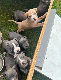 American bullys - Friedrichswalde
