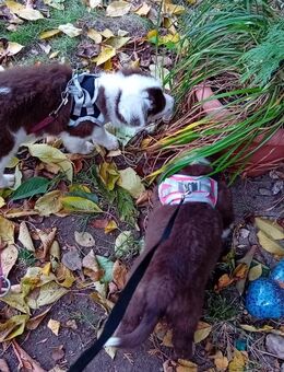 7x labrador Mix kleinbleibend - Wurzen