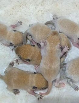 Mega süsse Rennmausbabys suchen ein neues zuhause - Düren