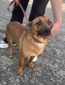 Terrier Mischling sucht aktive Familie - Schlitz