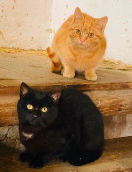 Kätzchen und Katerchen, Bauernhof Katzen, Geschwisterpaar - Hartmannsdorf-Reichenau